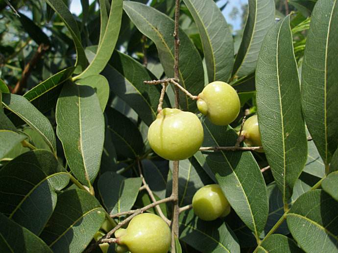 无患子提取物原料介绍