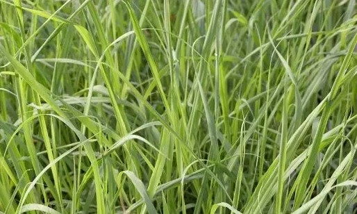 化妆品oem加工原料：玫瑰草油