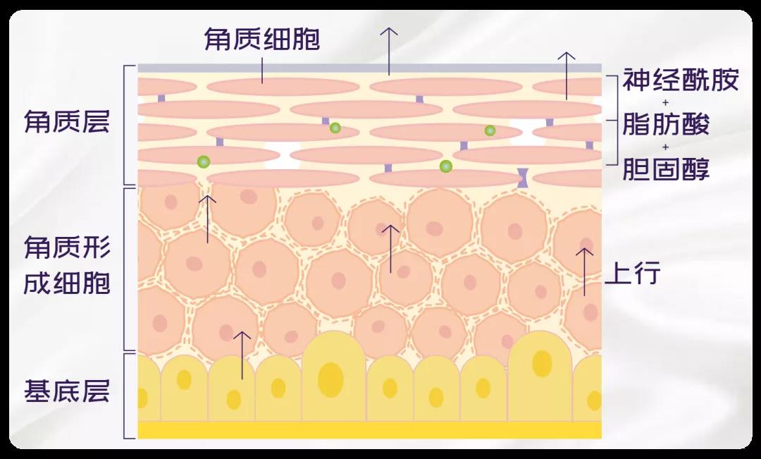化妆品OEM厂家告诉你日常护肤有必要经常去角质吗？