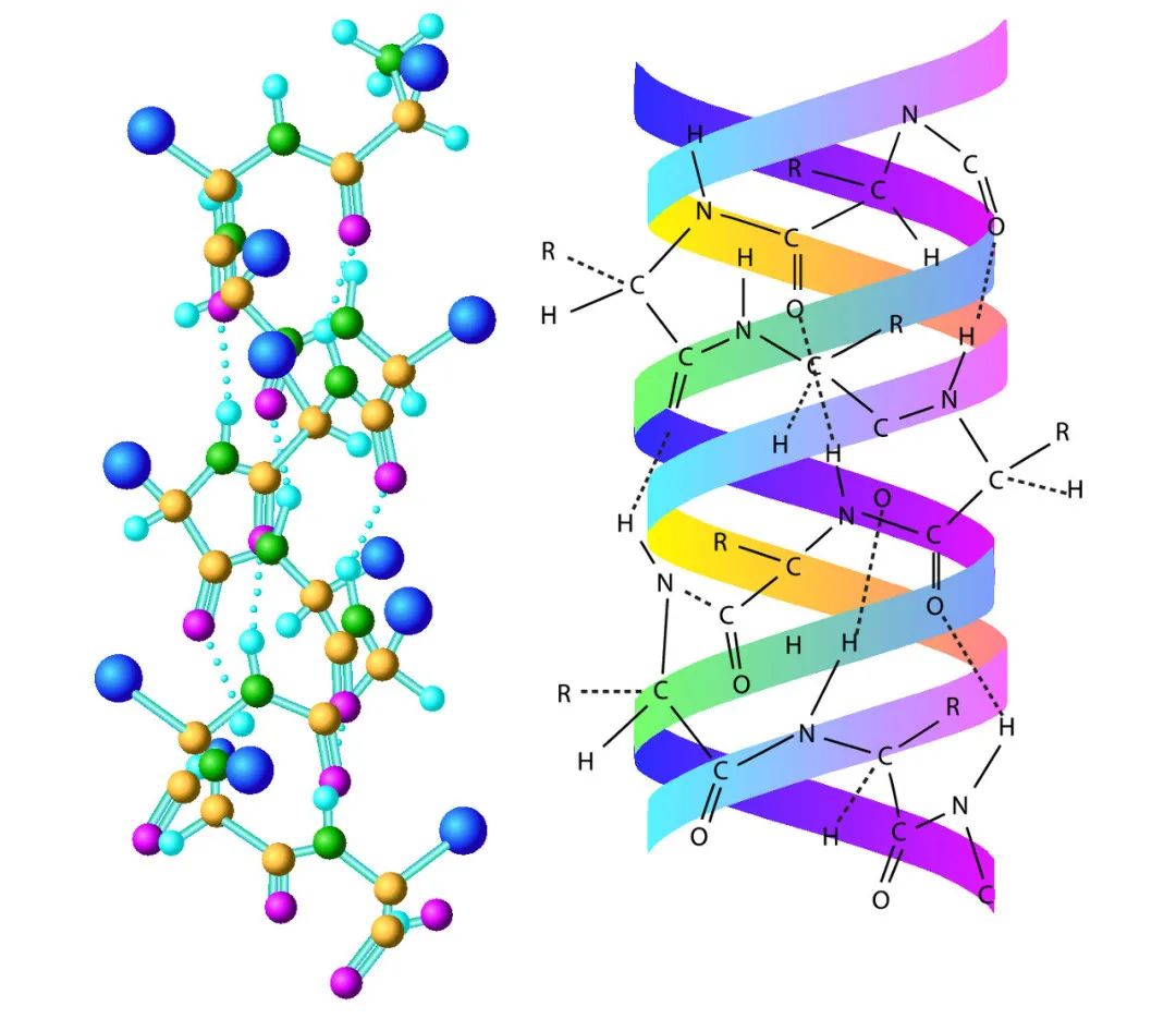 胶原蛋白是什么？胶原蛋白的功效与作用有哪些？