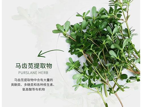 马齿苋提取物对皮肤的作用有哪些？
